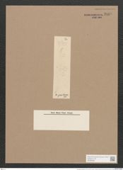 Pleurosigma gracilescens Grun. (de-Toni-Nr.: Genus 13, Species 1028) Zeichnungen Sammlung Grunow Nr. 2088 (NHMW-BOT-W0368956)